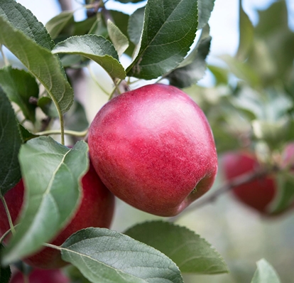 APPLE POP IT BALL (RED)